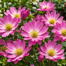 Анемона Pink Star