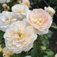 Роза английская Чарити