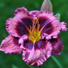 Лілійник Macbeth