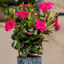 Дипладенія Sundaville Pink Florensis