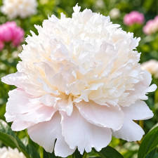 Пион Shirley Temple