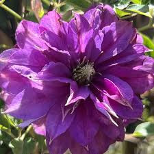 Клематис Rollercoaster