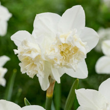 Нарцис великокорончастий White Marvel