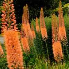 Эремурус гибридный Cleopatra