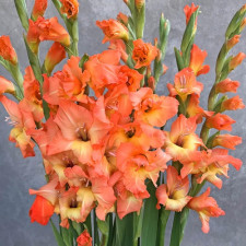 Гладиолус Prince of Orange