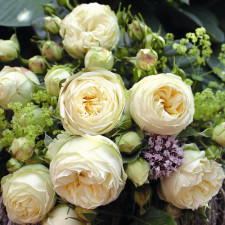 Роза чайно-гибридная Вайт Пиано