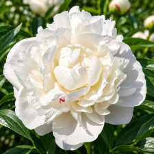 Пион Gardenia
