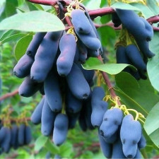 Жимолость съедобная Бакчарская Юбилейная, средняя