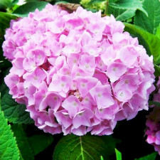 Гортензія широколиста Ендлесс Саммер Пінк, Endless Summer Pink