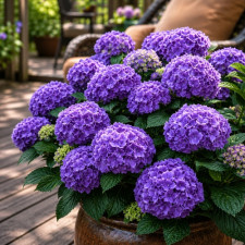 Гортензія широколиста Endless Summer "Bloomstar"
