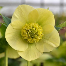 Морозник восточный Anemone Yellow