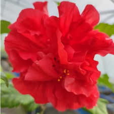 Гибискус китайский Double Red, Дабл Ред
