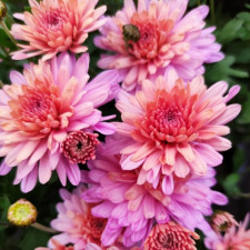 Хризантема мультифлора Sweet Pink (Свит Пинк)