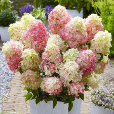 Гортензия метельчатая Литл Блоссом, Little Blossom