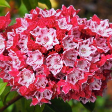 Кальмия широколистная Ротер Риттер (Roter Ritter)