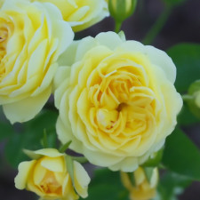 Роза флорибунда Комтесса дю Барри