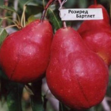 Груша Рози Ред Бартлет