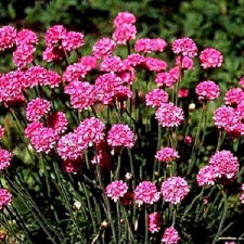 Армерия приморская Rosea
