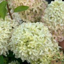 Гортензия метельчатая Мэджикал Лайм Спаркли, Magical Lime Sparkle