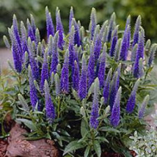 Вероника колосковая / Ulster Blue Dwarf 