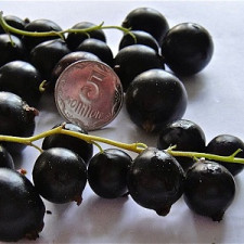 Смородина чёрная Киевский великан