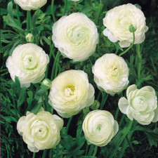 Лютик садовый Tomer White