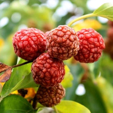 Клубничное дерево кудрания Burgundia