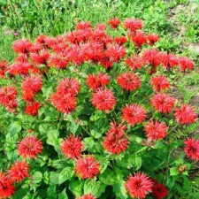 Монарда Бергамот, Monarda didyma