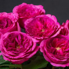 Роза японская Принцесса Киши