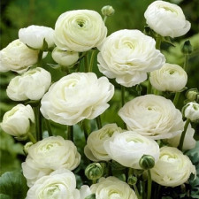 Лютик садовый Aviv White