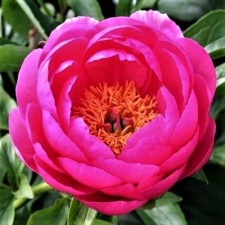 Пион травянистый Cytherea