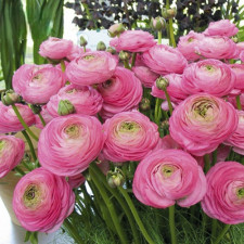 Лютик садовый Aviv Pink