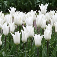 Тюльпан лилиевидный White Triumphator
