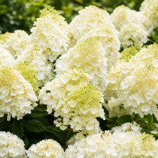 Гортензия метельчатая Living "Summer Snow"