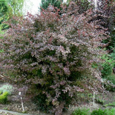 Барбарис оттавський Сільвер Майлс \ Berberis ottawensis Silver Miles