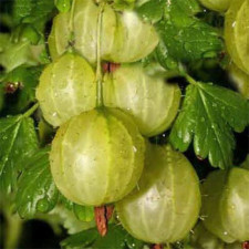 Крыжовник Мукуринес