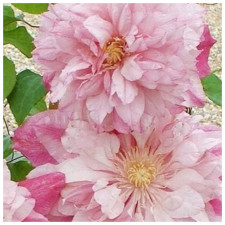 Клематис Инносент Блаш, Innocent Blush