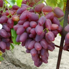 Виноград столовый Полонез 50