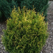 Туя західна Коппер Голд\Thuja occidentalis Copper Gold