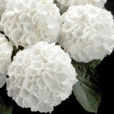  Гортензія широколиста Вайт Делайт, White Delight