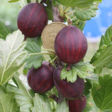 Крыжовник Аристократ