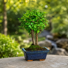 Бонсай вяз мелколистный "Zelkova", обычная форма