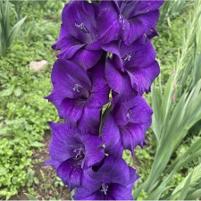 Гладиолус Purple Flora