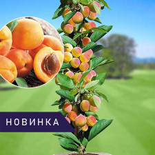 Абрикос колоновидный Санни