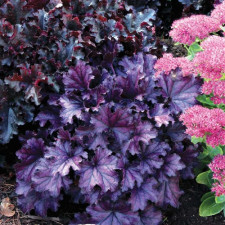 Гейхера Forever Purple