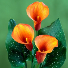 Калла Манго,Mango