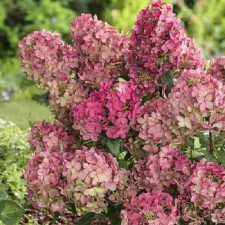 Гортензия метельчатая Панфлора, Panflora