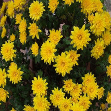 Хризантема мультифлора Mildred Yellow (Милдред елоу)