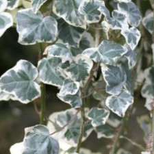 Плющ Елегантіссіма Hedera Elegantissima