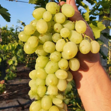 Виноград кишмиш Шерлок